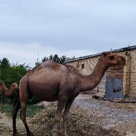 Koşekli Duye