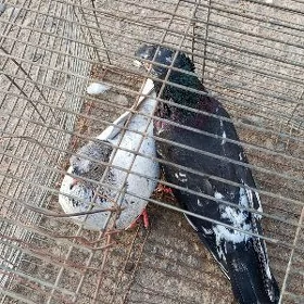 kepderi
