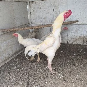 taşkent