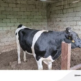 Ökuz galisteyin