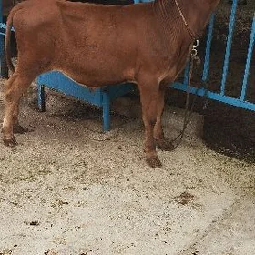 ÖKÜZ TOHUM