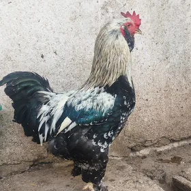 balgar horoz