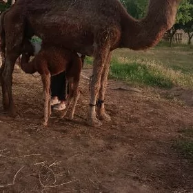 Köşegül düýe