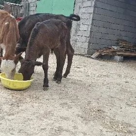 göle öküz tüwe