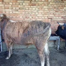 öküz