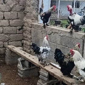 Brama horaz horazlar
