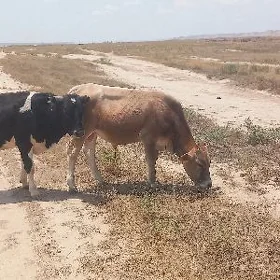 Öküz
