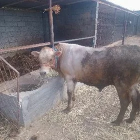Öküz