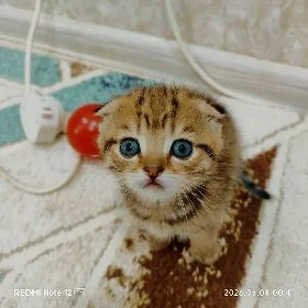 вислоухие котята