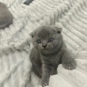 британские котята