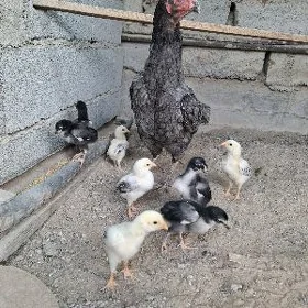 tasgent juje horaz