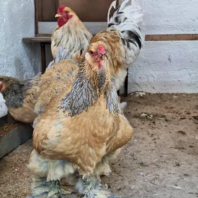 brama paliwi