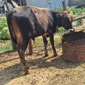 ARASSA SIWES OKUZCE