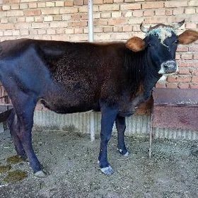 boğaz sygyr