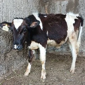 OKUZLER