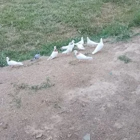 kepderi