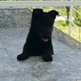 Awçarka güjük