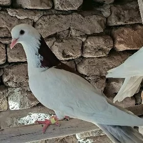 kepderi