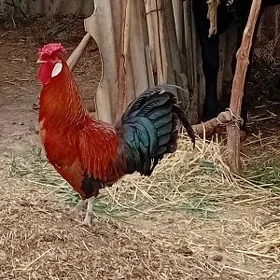 Horazlar