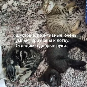Котята в добрые руки