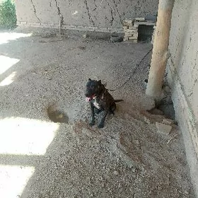 Pidbull