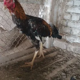 Taşkent horaz