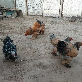 Brama towuk Arassa Palawi