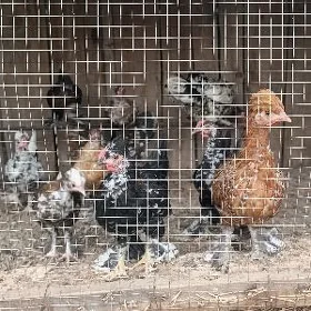 Япончик 8 саны бар
