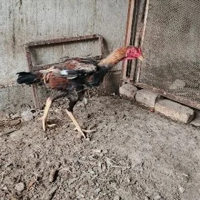 Taşkent horaz
