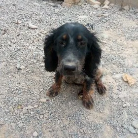Awcy güjük