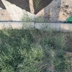 азвес турба
