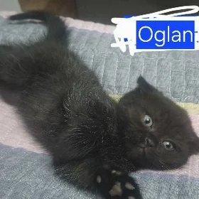 Oglan pișikler