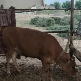 Gulajyn yaş