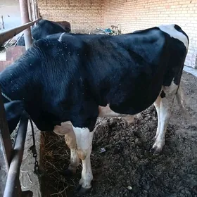 Galasteyin okuz