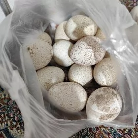 Indugyñ ÿumurtgasy