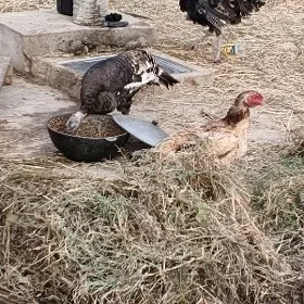 Taşkent mäki