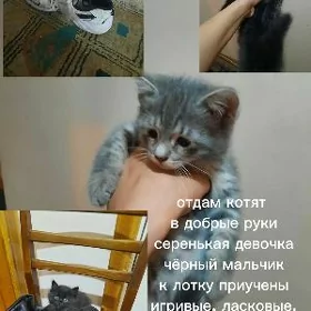отдам в добрые руки