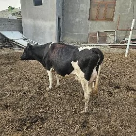 bogaz sygyr