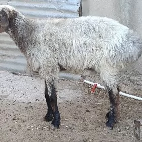 owec goc cekip berjek