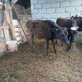 tuwe 2si bile