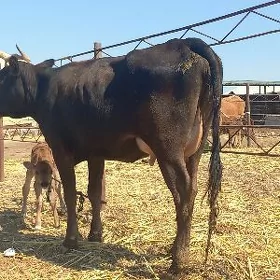 göleli.