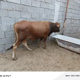 Öküz