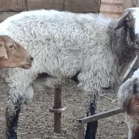 гоч