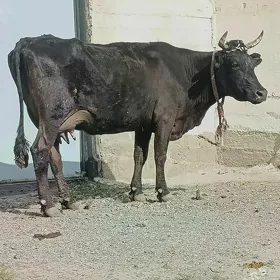 Gòleli Sygir