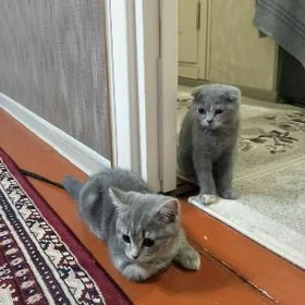 sotlan paroda pisikler
