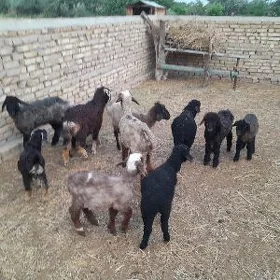 tokly çebiş
