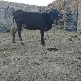 şwes tuveler