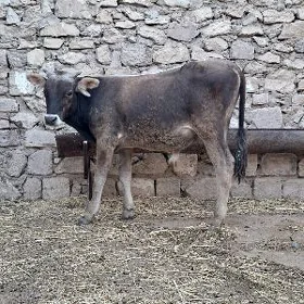 öküz