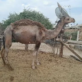 Köşwkli düýe