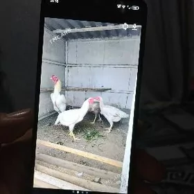 Tecno spark